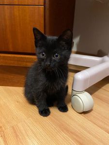 Vaquinha Online - Ajude a pagar o tratamento da PIF de 6 gatos