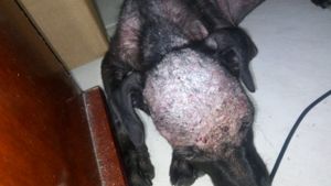 Vaquinha Online - Problema de pele desconhecido - Aurora