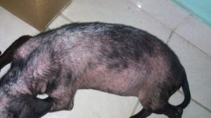 Animais - Problema de pele desconhecido - Aurora