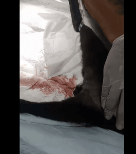 Animais - Ajude o Gatinho Vlad a Sobreviver