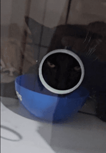 Vladimir - Ajude o Gatinho Vlad a Sobreviver