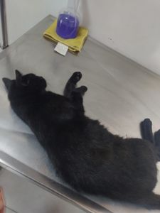 Vaquinha Online - Ajude o Gatinho Vlad a Sobreviver