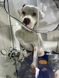 Vaquinha Online - Vaquinha para o Kenai