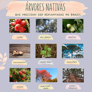 Nos ajude a salvar ecossistemas no Brasil imagem 9