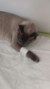 Vaquinha Online - Ajude meu gatinho Koda 