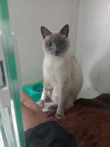 Animais - Ajude meu gatinho Koda 