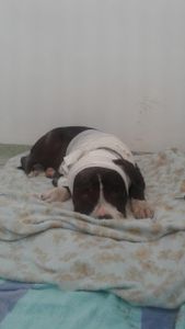 Vaquinha Online - AJUDE A HERA