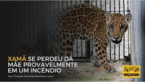 Vaquinha Online - ONÇAFARI – Vamos juntos reintroduzir o Xamã, filhote de onça-pintada, na natureza