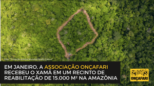 ONÇAFARI – Vamos juntos reintroduzir o Xamã, filhote de onça-pintada, na natureza