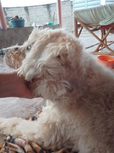 Vaquinha Online - Ajudem a salvar meu filho de 4 patas.