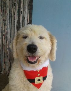 Resgato e cuido de animais em situação de rua,um dos meus está com câncer na garganta estágio avançado.  - Ajudem a salvar meu filho de 4 patas.