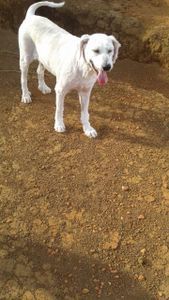 Extrema/MG - Ajudem a salvar meu filho de 4 patas.