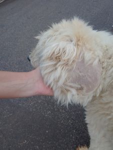 Animais - Ajudem a salvar meu filho de 4 patas.