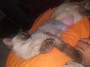 Saúde e Emergências - Ajude a gatinha Cherry