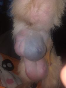 null - Ajude a gatinha Cherry