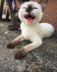 Vaquinha Online - Ajude a gatinha Cherry