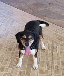 Passo Fundo/RS - Mafia dos Peludos e Penosos