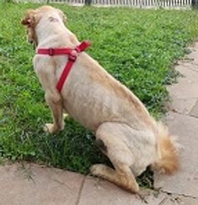 Mafia dos Peludos e Penosos imagem 6