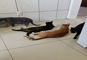 Caridade e Filantropia - Mafia dos Peludos e Penosos