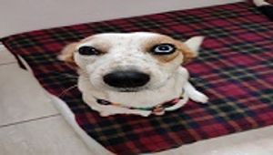 Mafia dos Peludos e Penosos - Mafia dos Peludos e Penosos