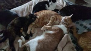 Mafia dos Peludos e Penosos imagem 7