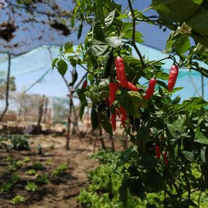 Financiamento Coletivo - Projeto Ver, Crer & Ser