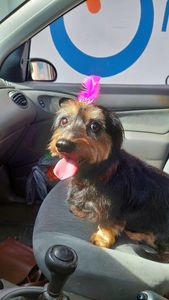 Vaquinha Online - Cirurgia de catarata da Ayla 