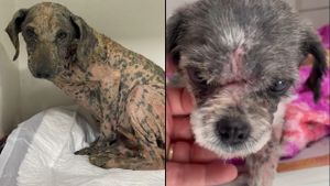 Precisamos de ajuda para nossos resgatados!! 