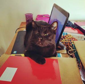 Financiamento coletivo de pesquisa de pós-doutorado