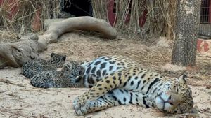 O Instituto Onça-Pintada precisa da sua ajuda