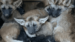 Vaquinha Online - O Instituto Onça-Pintada precisa da sua ajuda