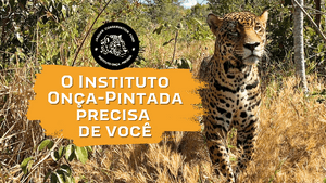 O Instituto Onça-Pintada precisa da sua ajuda