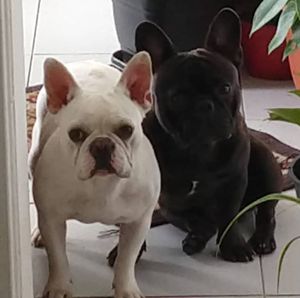 Animais - #você é importante!