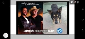 Animais - Projeto CEL | O bem para quem não pode falar