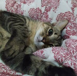 Crowdfunding - Gatinho Kurama