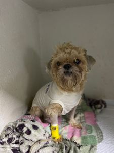 Causas e Comunidade - salve os animais da enchente 