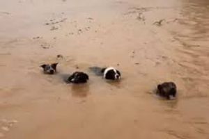 Vaquinha Online - salve os animais da enchente 