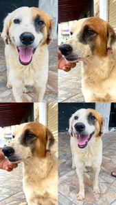 Coronel Murta/MG - TODOS POR URSO!!!