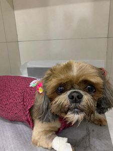 Vaquinha Online - AJUDE CACAU e NINA