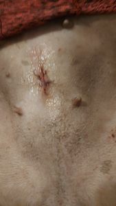 Brasília/DF - AJUDE CACAU e NINA