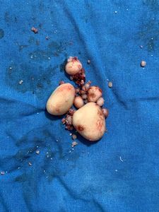 Animais - AJUDE CACAU e NINA