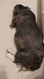 AJUDE CACAU e NINA imagem 6