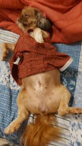 Nayyara - AJUDE CACAU e NINA