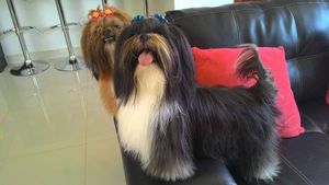 AJUDE CACAU e NINA imagem 10