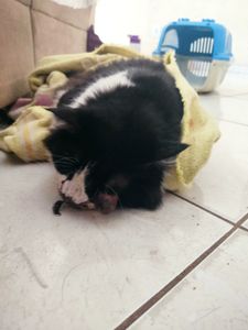 AJUDE A SALVAR O DAVI - AJUDE A SALVAR O DAVI