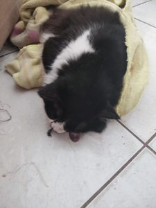 Nilópolis/RJ - AJUDE A SALVAR O DAVI