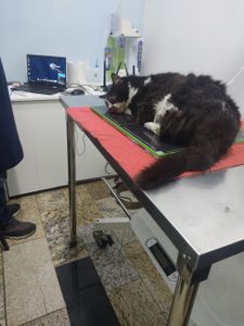 Vaquinha Online - AJUDE A SALVAR O DAVI