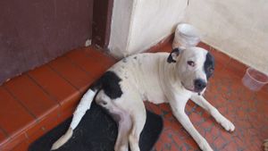 Vaquinha Online - cirugia no rabo da minha cachorra 