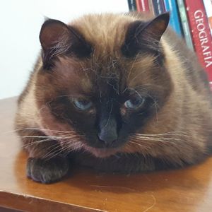 Animais - Ajude a Hannah a continuar viva!