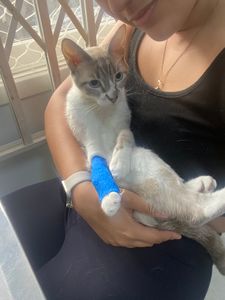 Ajude no tratamento do gatinho Luke! imagem 11